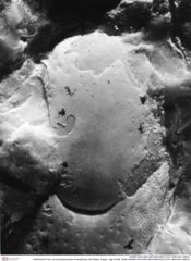 Historisches Foto von Ammopylocheles mclaughlinae (Van Bakel, Fraaije, Jagt & Artal, 2008) (NHMW-AFW-GEO-BACHMAYER-FOTO-1990-0041-4897a)